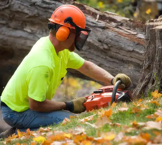 tree services Prospect Park